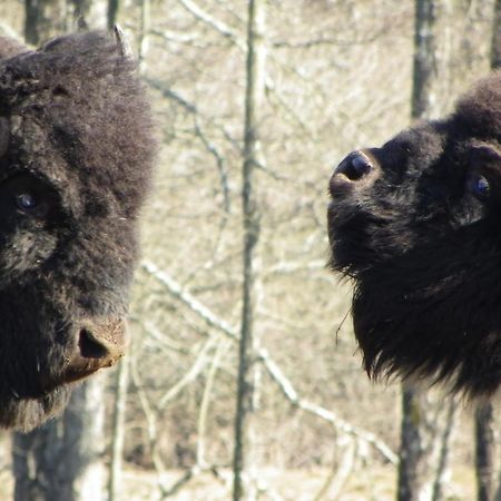 Parc Animalier Du Herisson Villa Doucier Kültér fotó