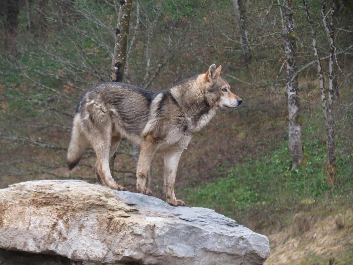 Parc Animalier Du Herisson Villa Doucier Kültér fotó