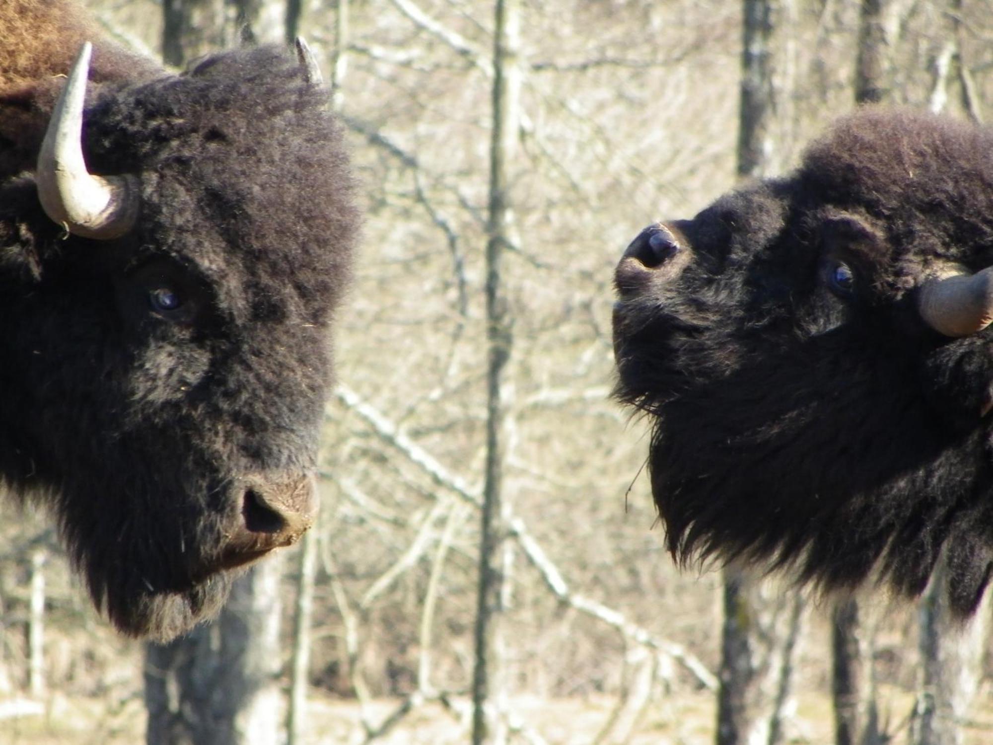 Parc Animalier Du Herisson Villa Doucier Kültér fotó