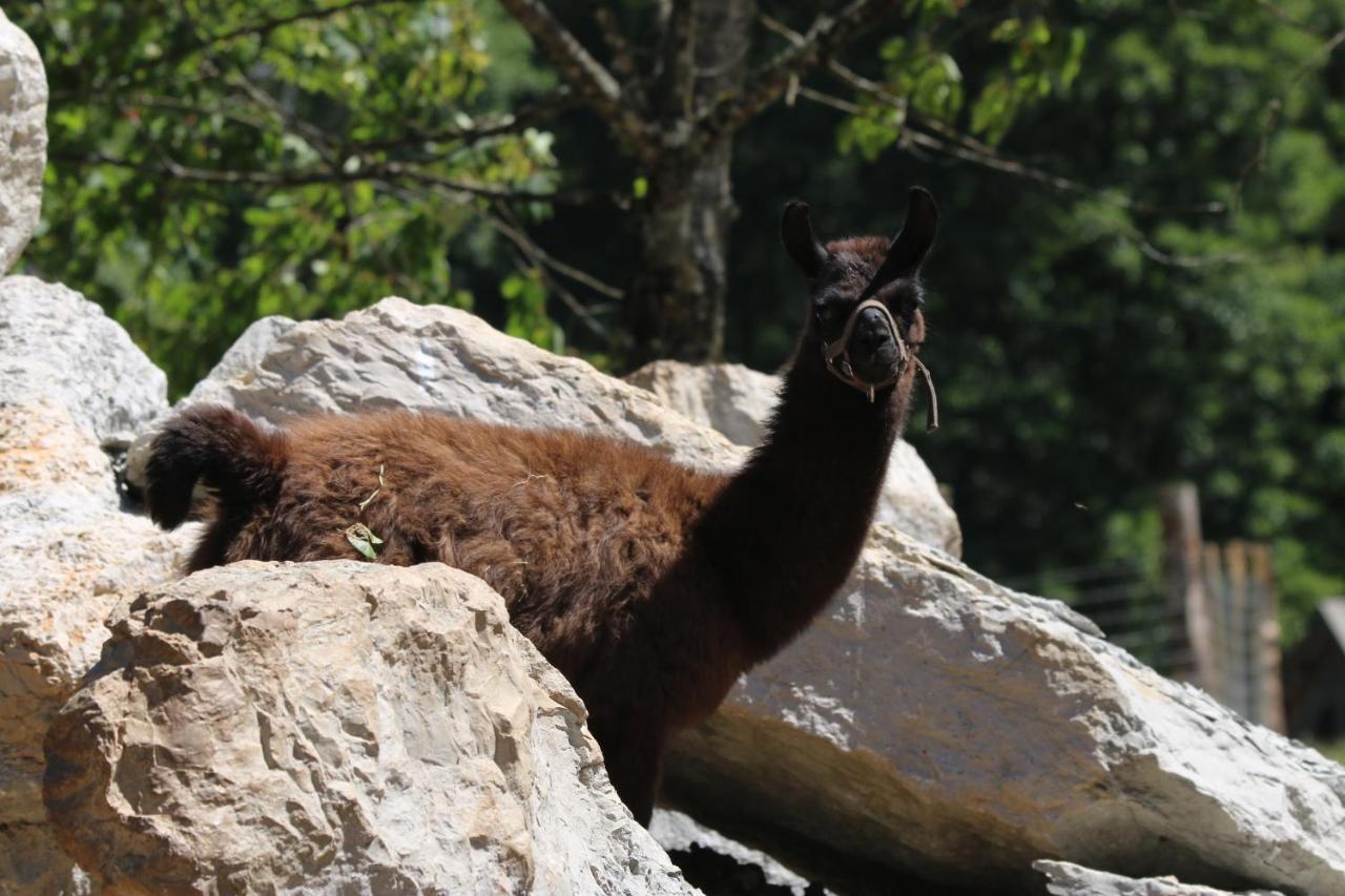 Parc Animalier Du Herisson Villa Doucier Kültér fotó