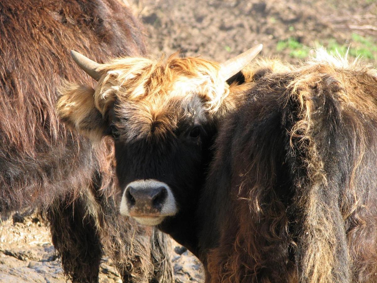 Parc Animalier Du Herisson Villa Doucier Kültér fotó
