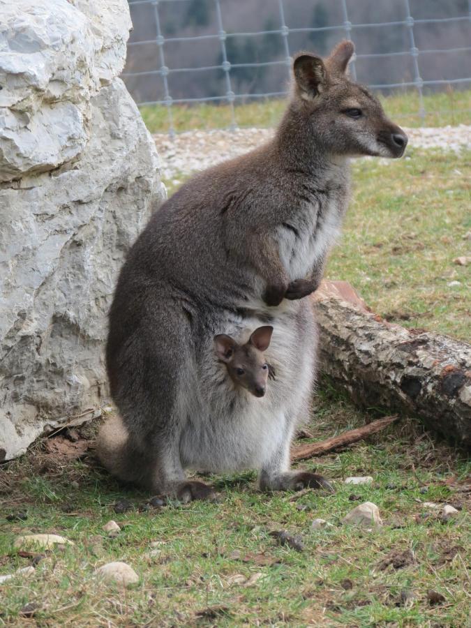 Parc Animalier Du Herisson Villa Doucier Kültér fotó