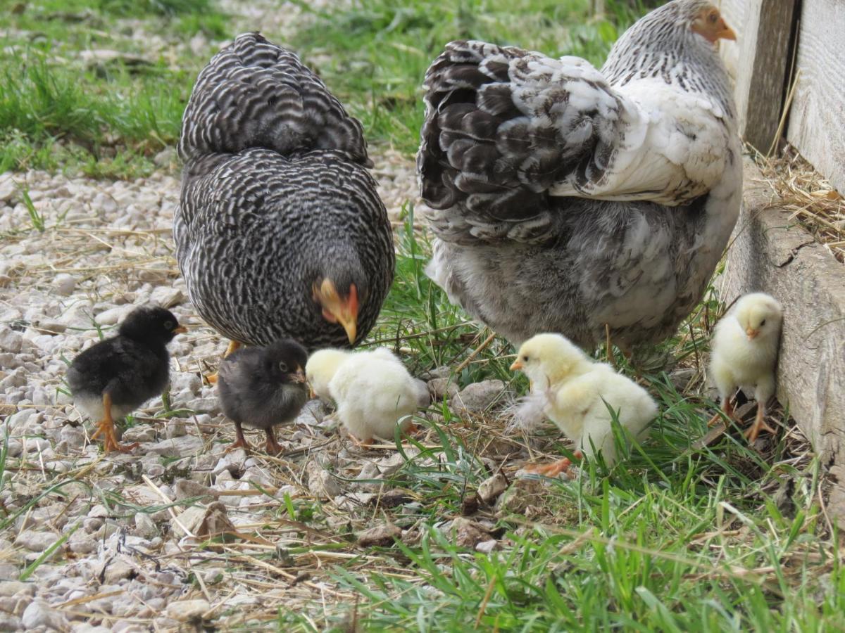 Parc Animalier Du Herisson Villa Doucier Kültér fotó